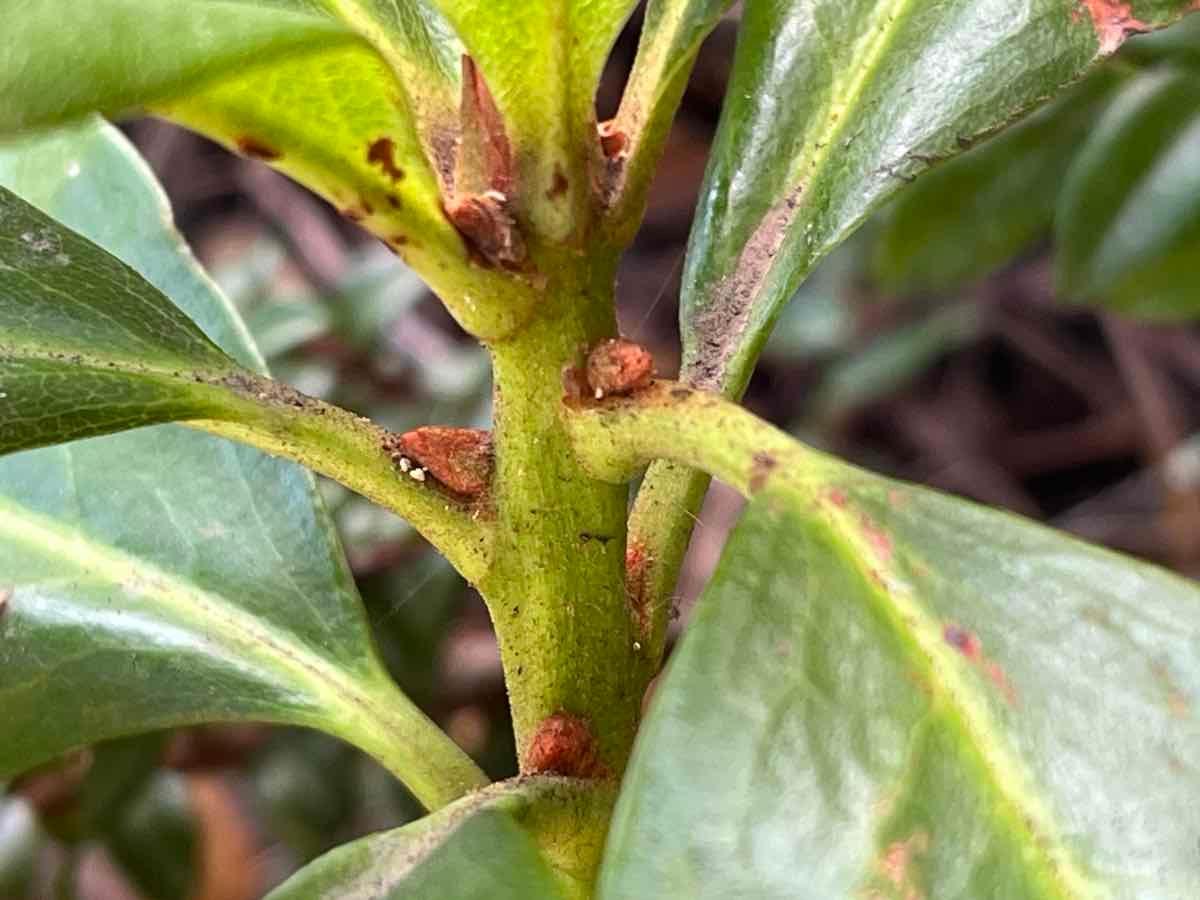 Rhododendron macrophyllum