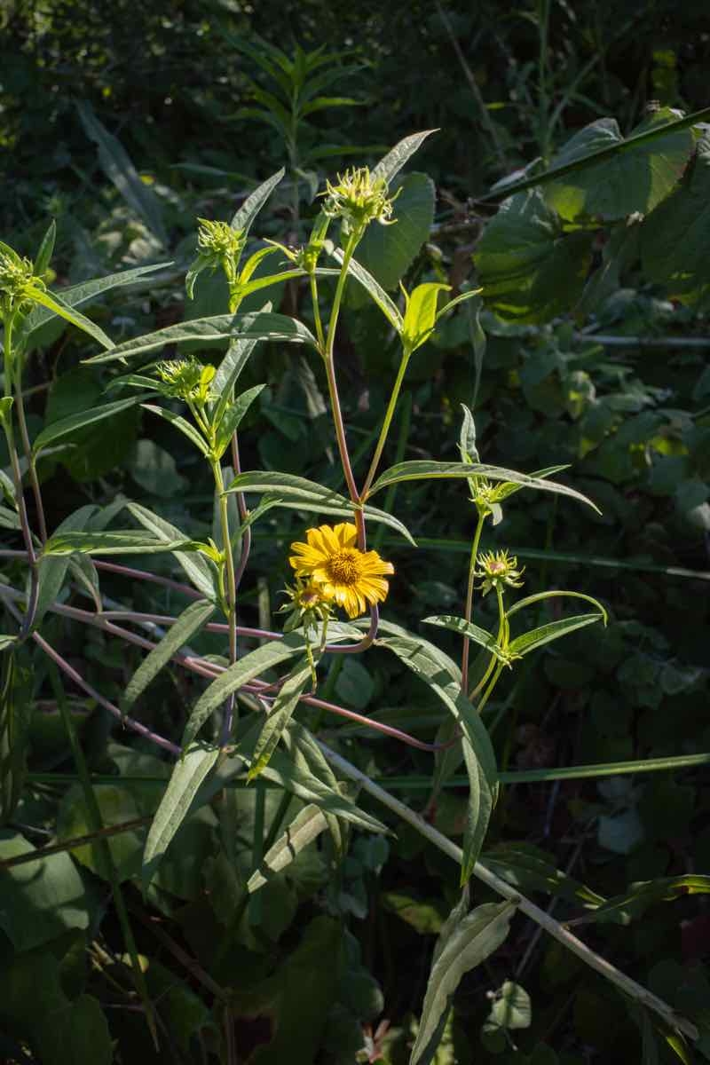 Helianthus inexpectatus