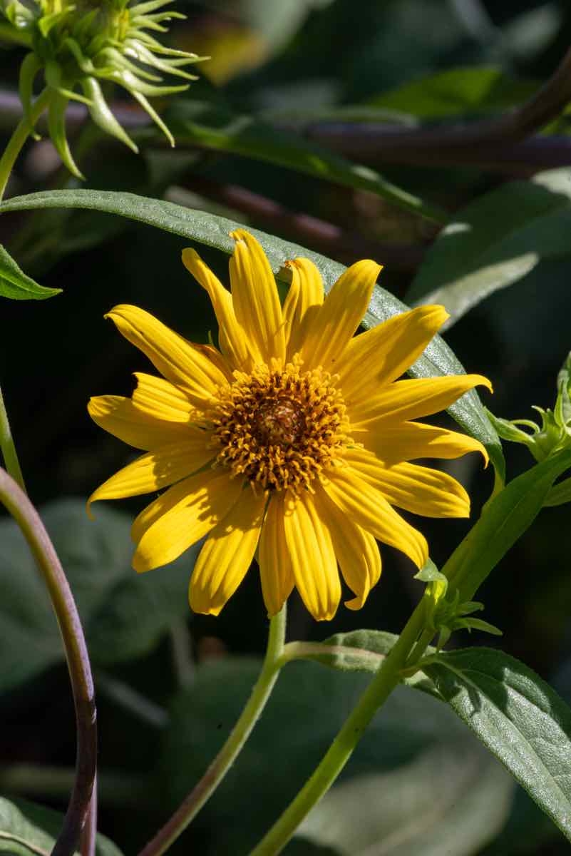 Helianthus inexpectatus