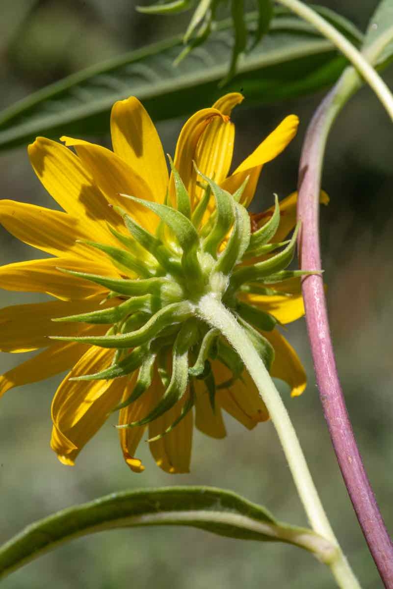 Helianthus inexpectatus