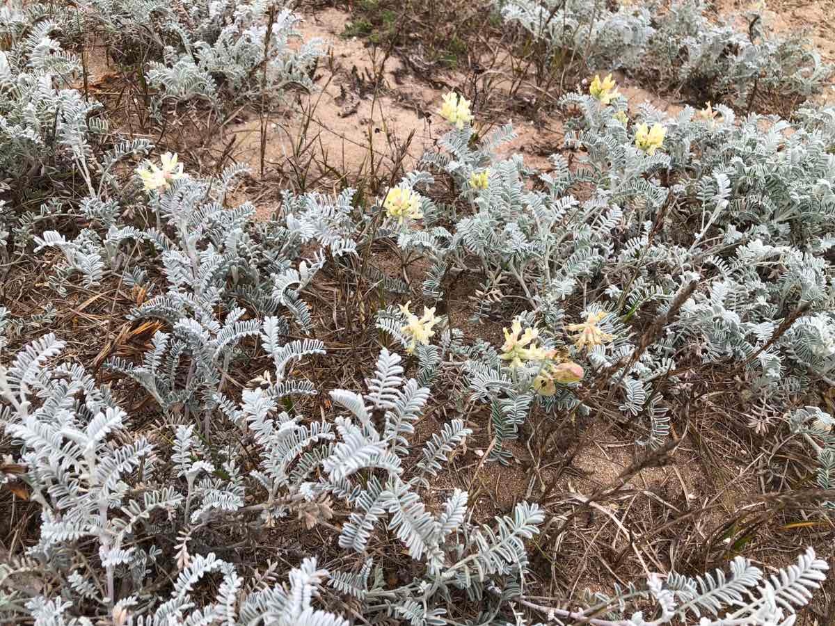 Astragalus miguelensis