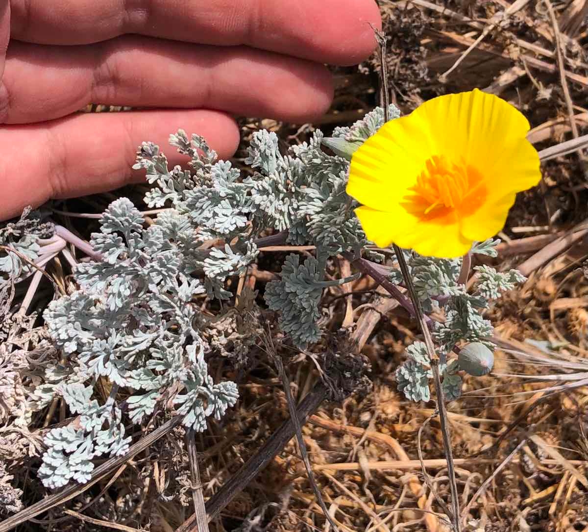 Eschscholzia ramosa