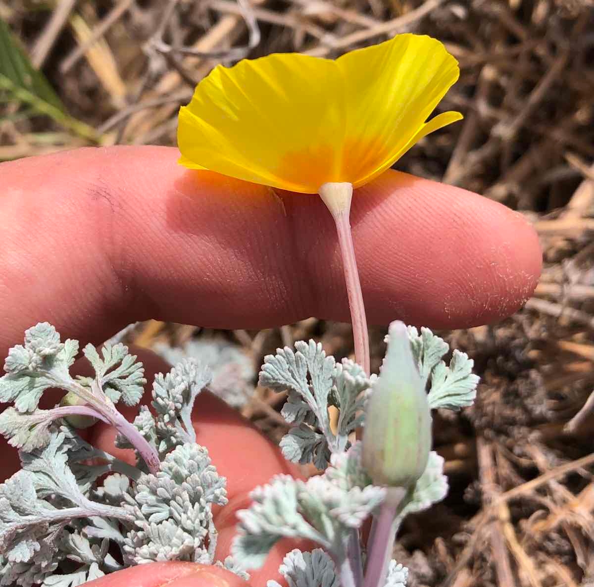 Eschscholzia ramosa