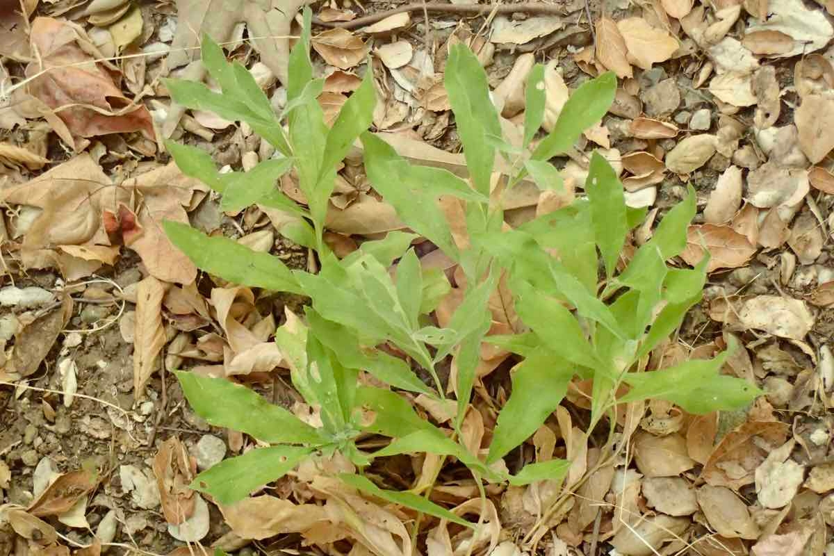 Solidago velutina ssp. californica