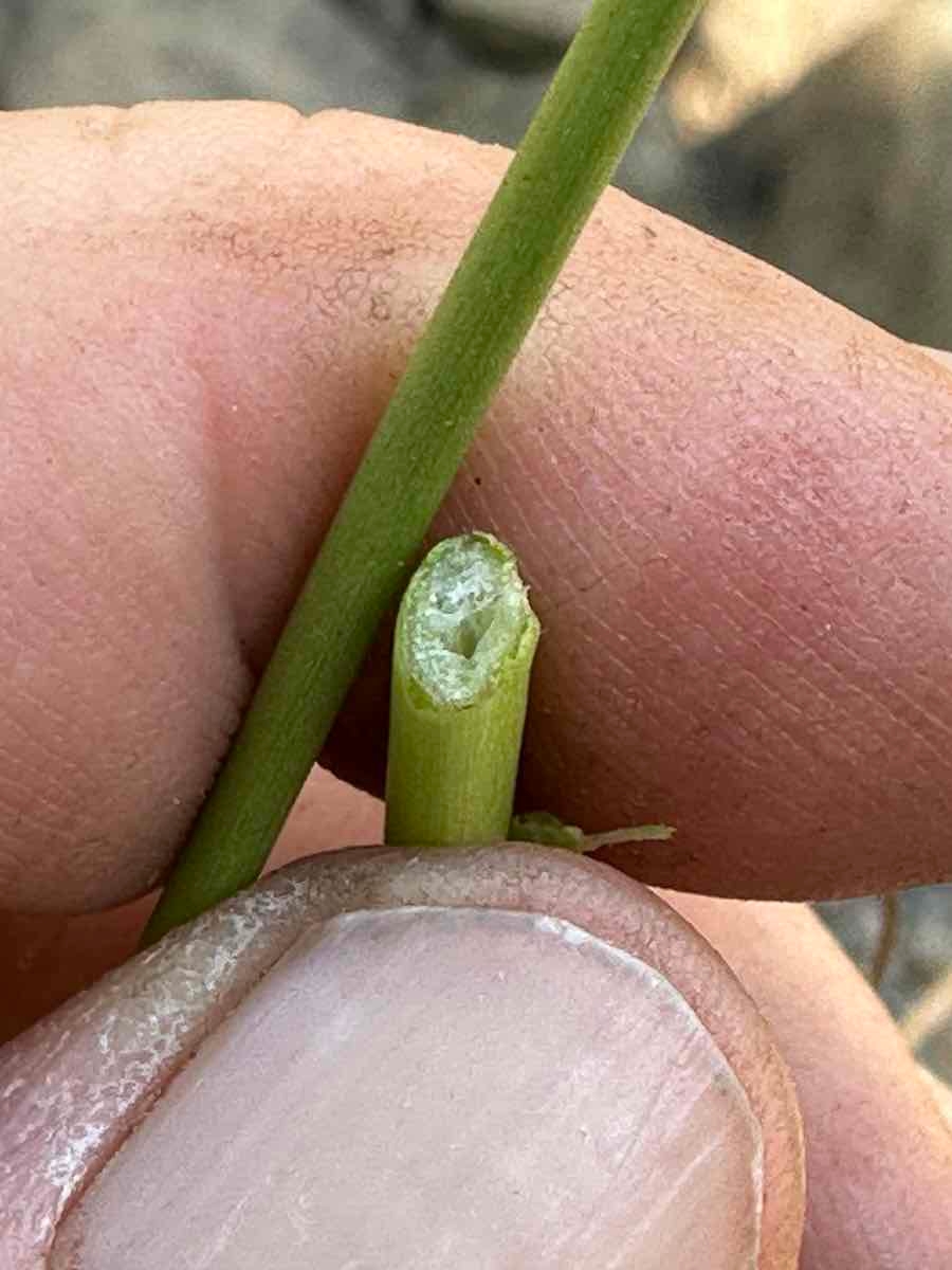 Juncus rugulosus