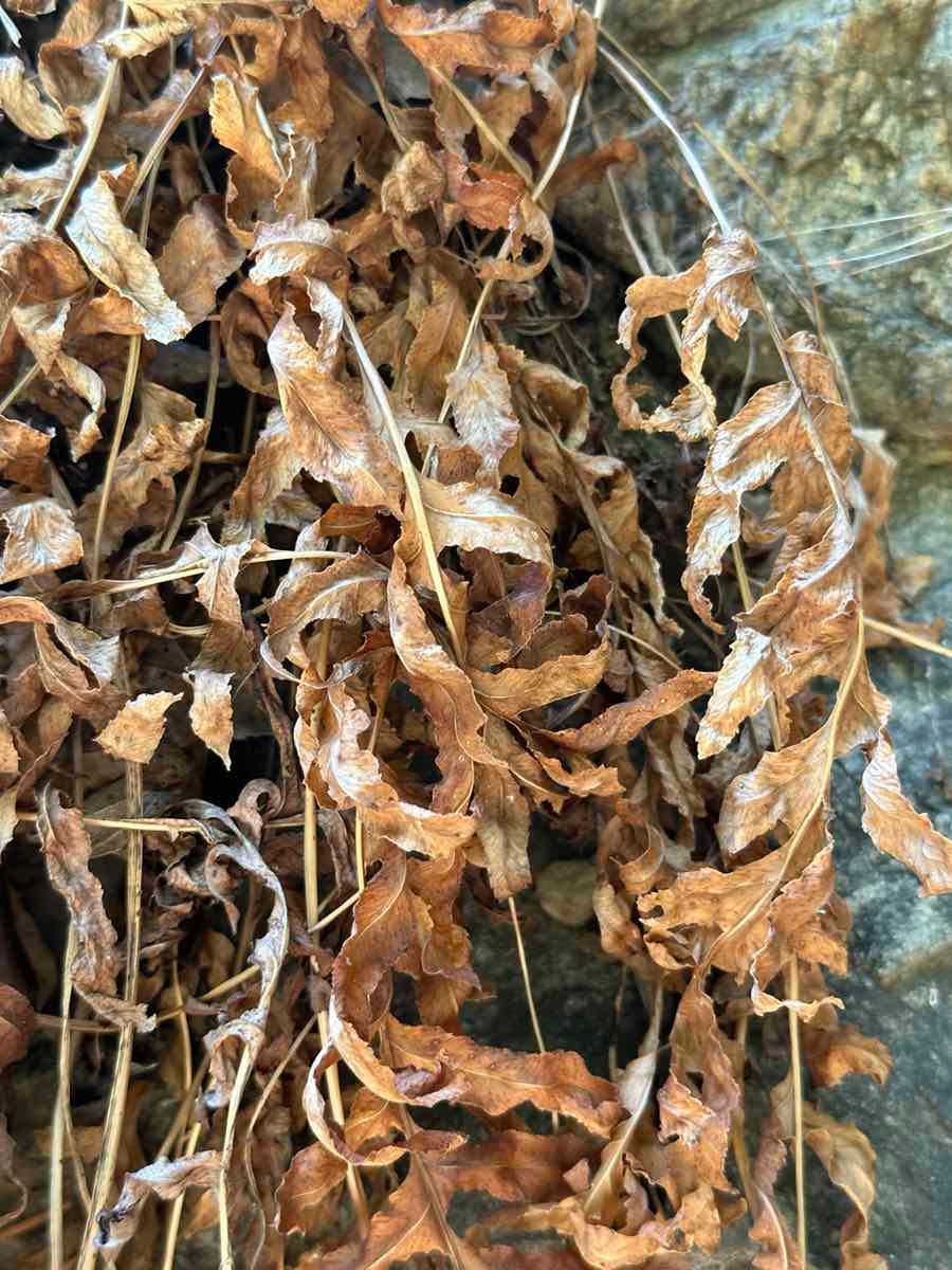 Polypodium californicum