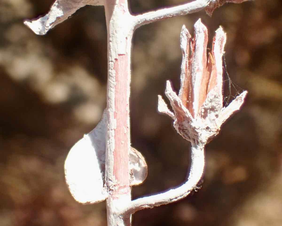 Dudleya pulverulenta