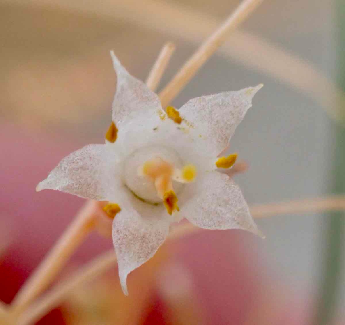 Cuscuta californica var. papillosa