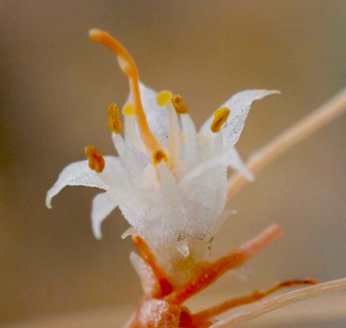 Cuscuta californica var. papillosa