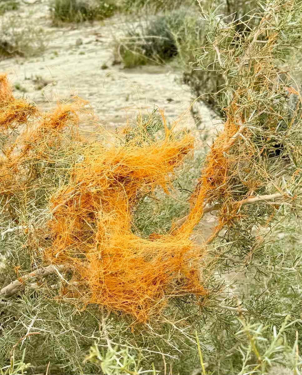 Cuscuta californica var. papillosa