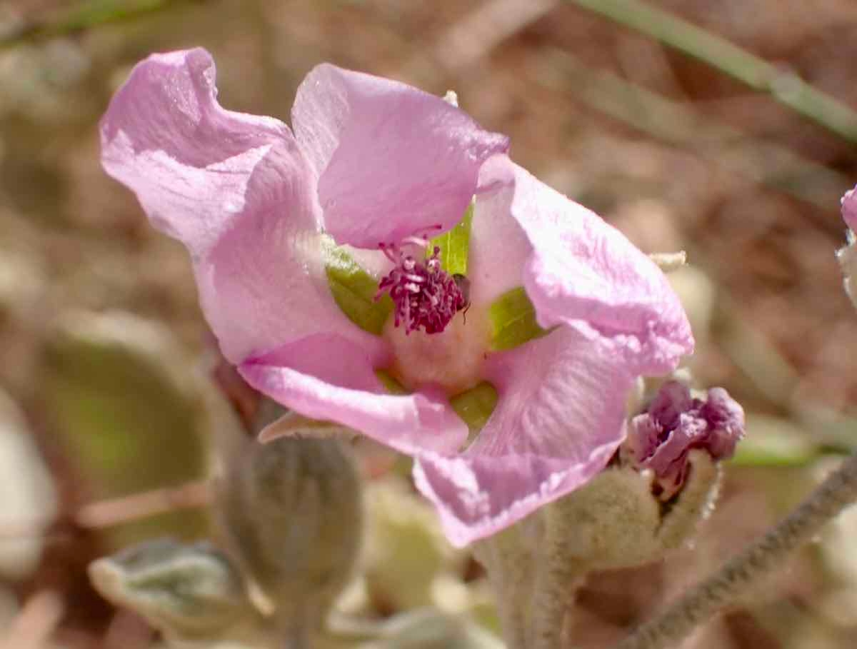 Malacothamnus abbottii