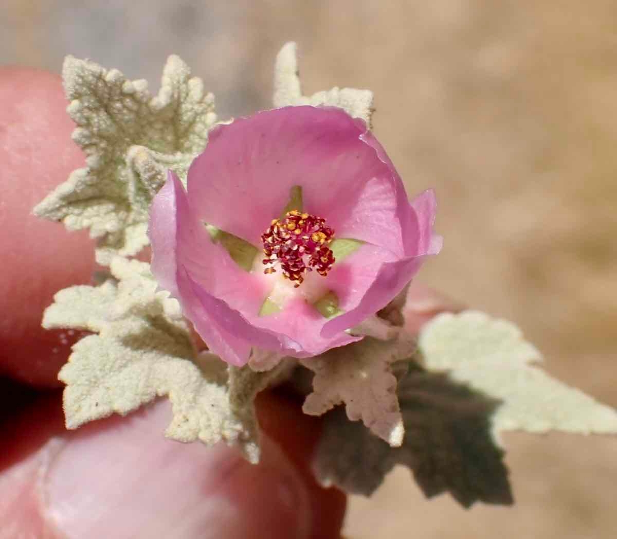 Malacothamnus discombobulatus