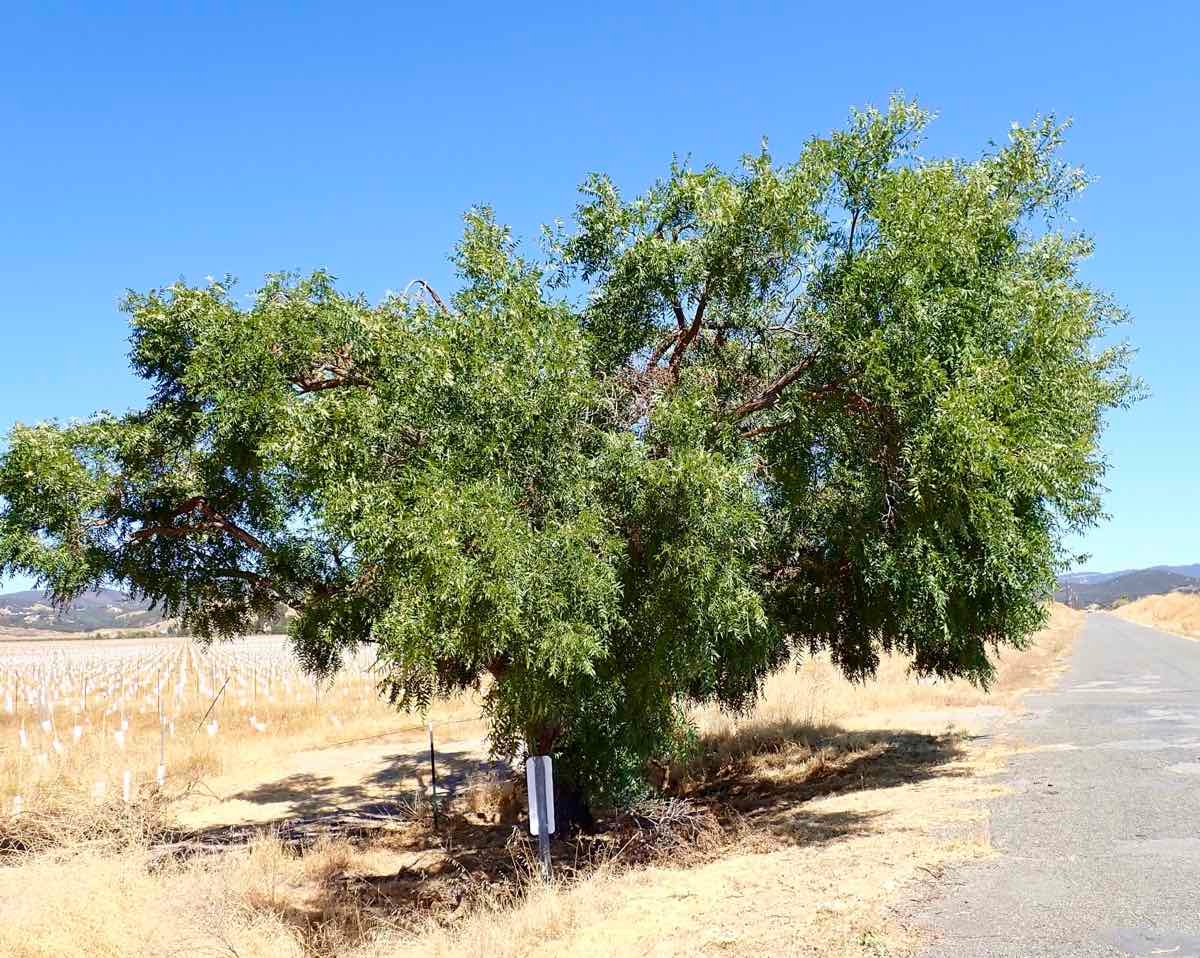 Juglans californica