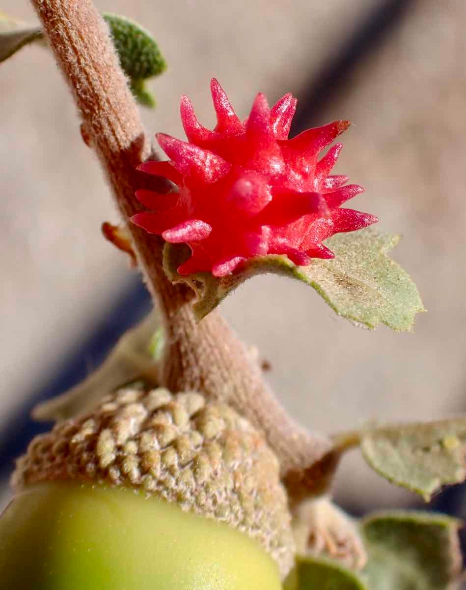 Quercus Xalvordiana