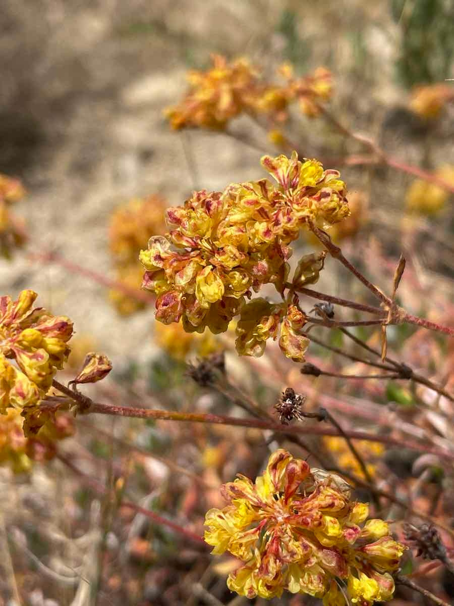 Eriogonum umbellatum var. furcosum