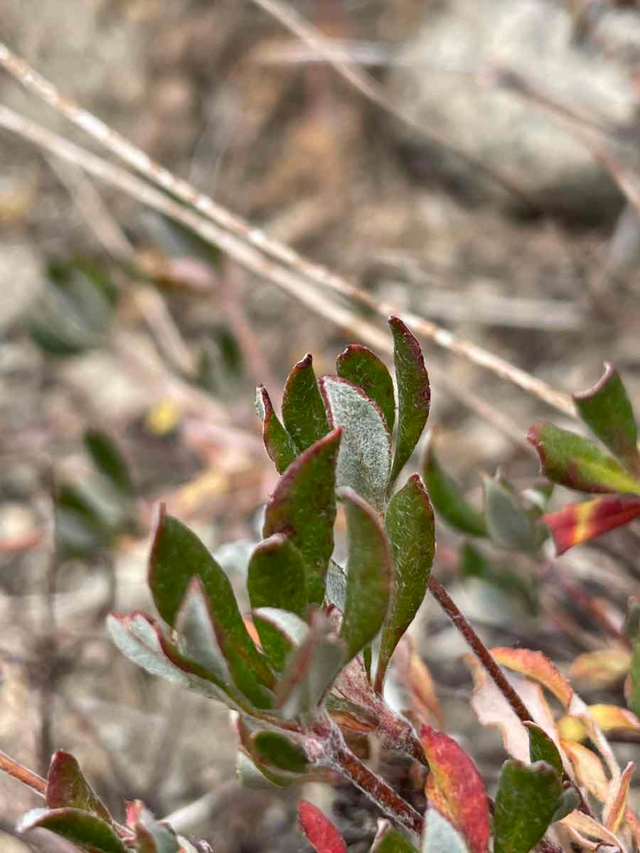 Eriogonum umbellatum var. furcosum