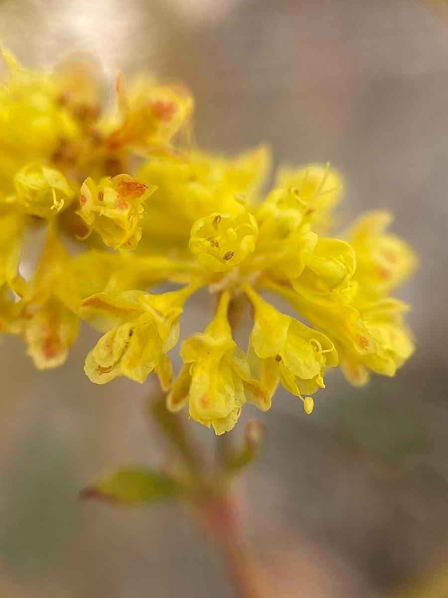 Eriogonum umbellatum var. furcosum