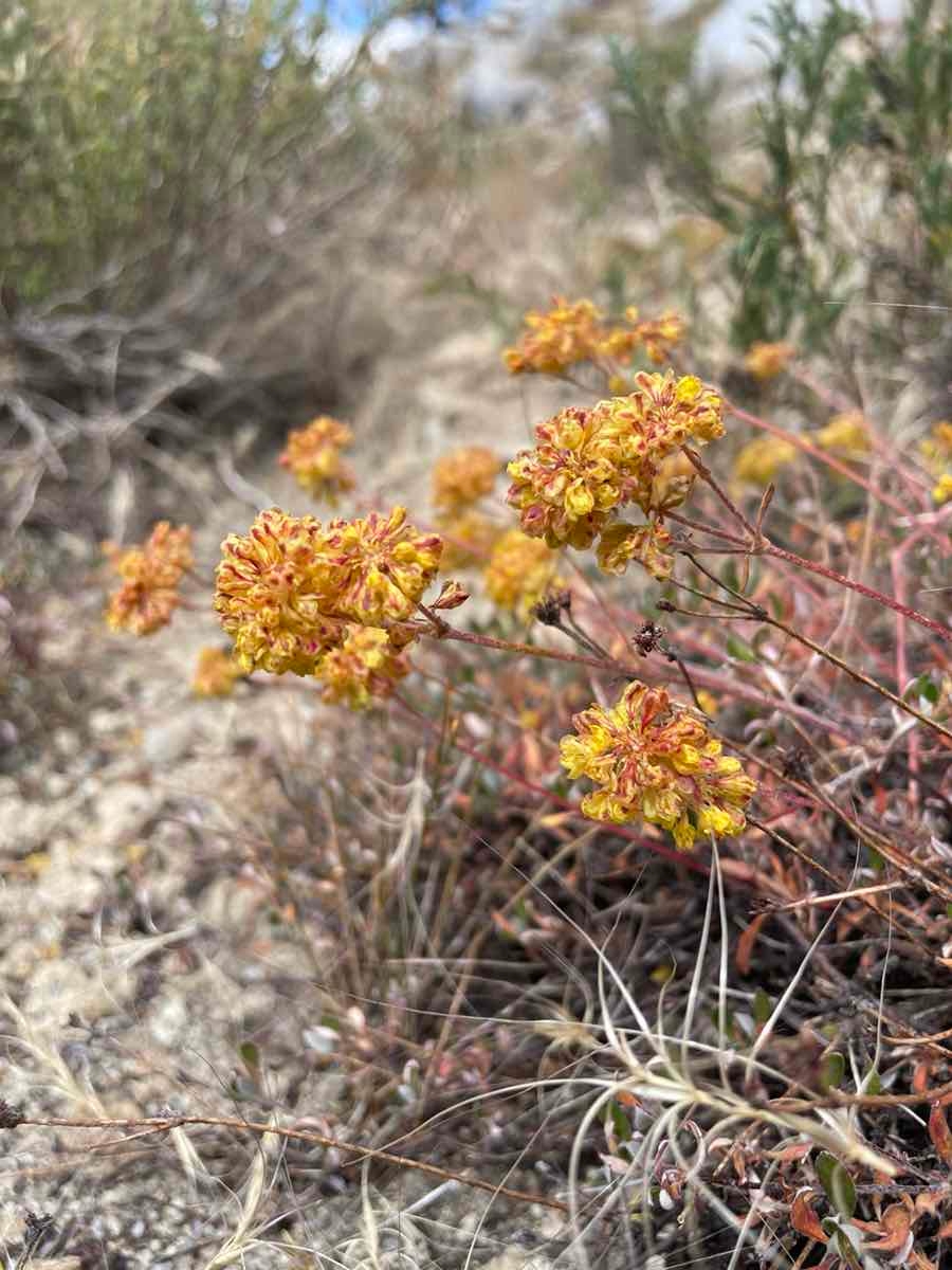 Eriogonum umbellatum var. furcosum