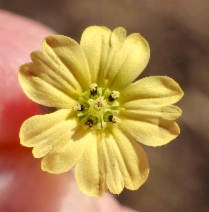 Lagophylla ramosissima