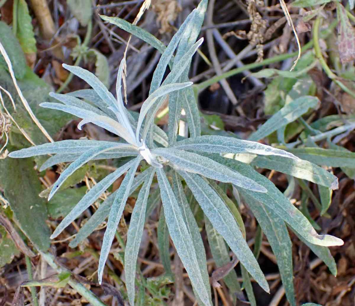 Malacothrix saxatilis var. arachnoidea