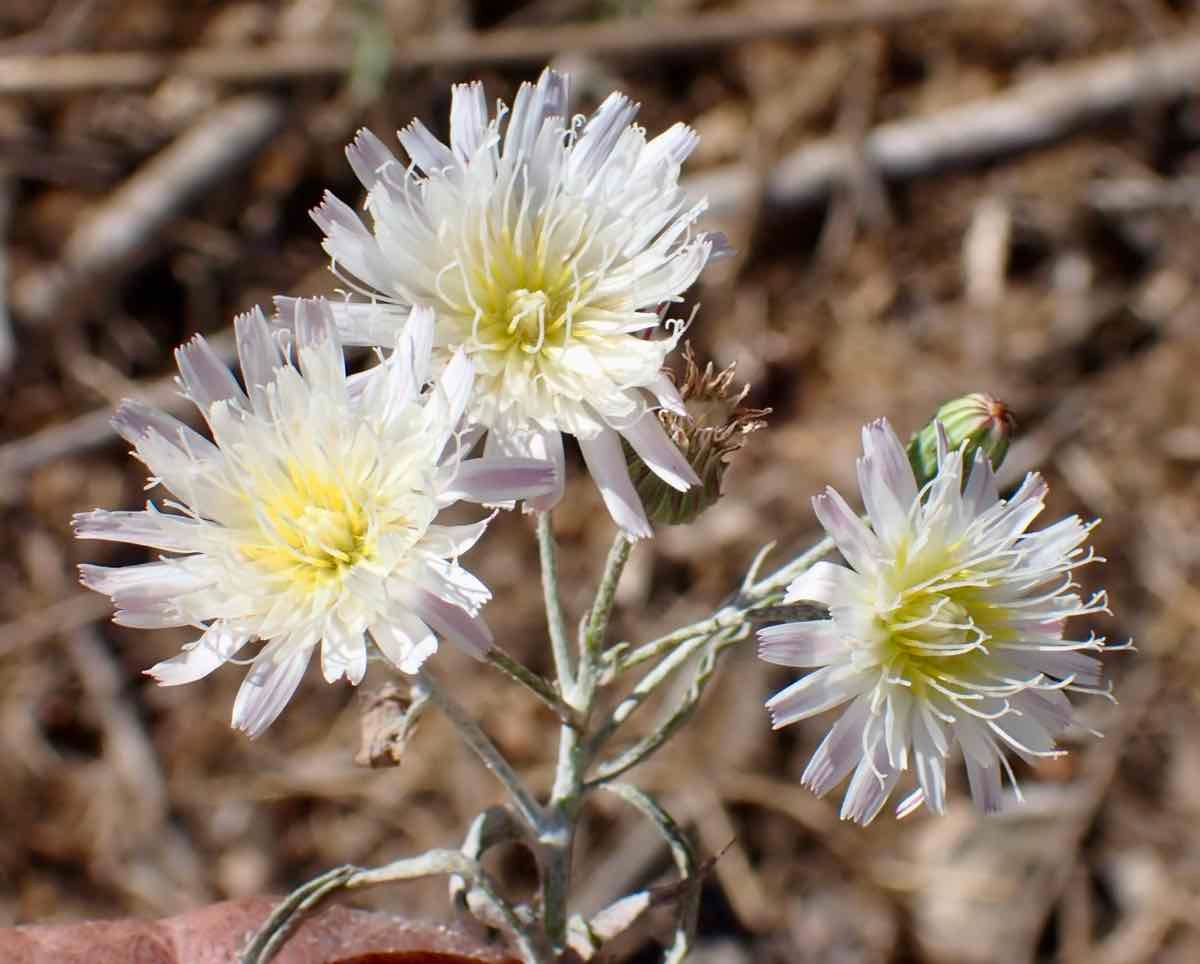 Malacothrix saxatilis var. arachnoidea