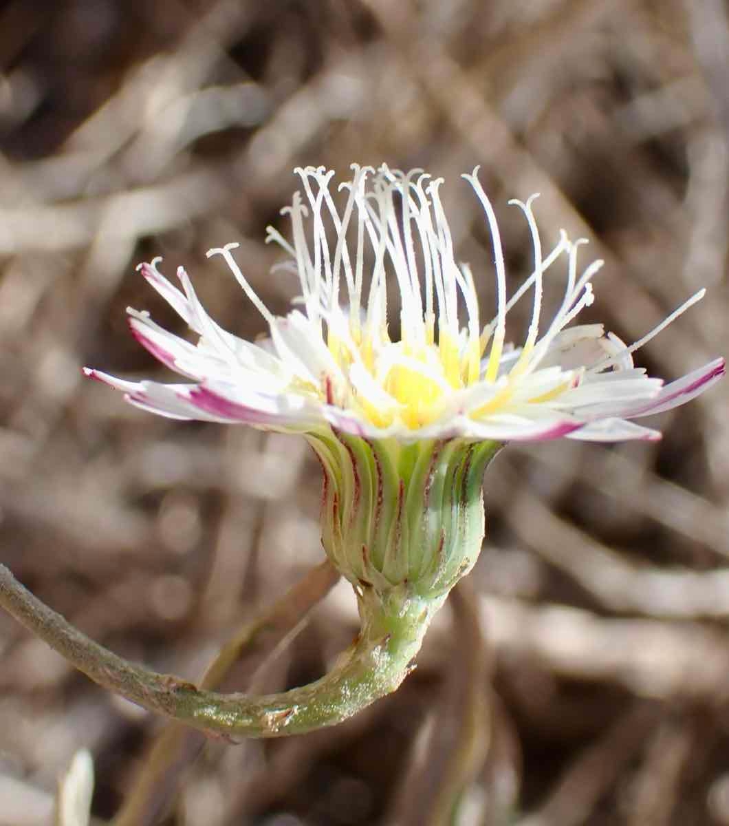 Malacothrix saxatilis var. arachnoidea