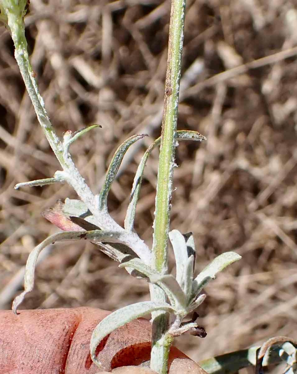 Malacothrix saxatilis var. arachnoidea