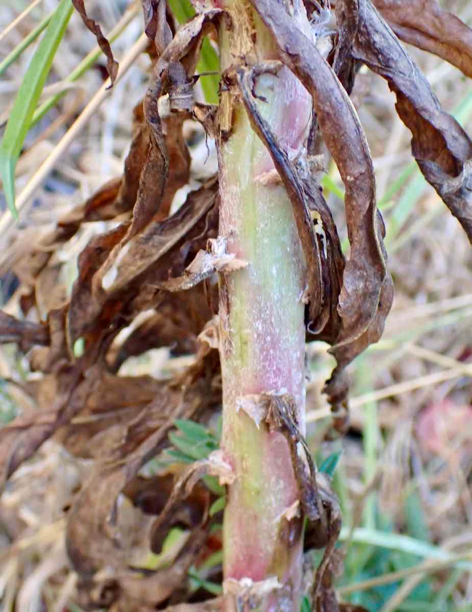 Malacothrix saxatilis var. arachnoidea