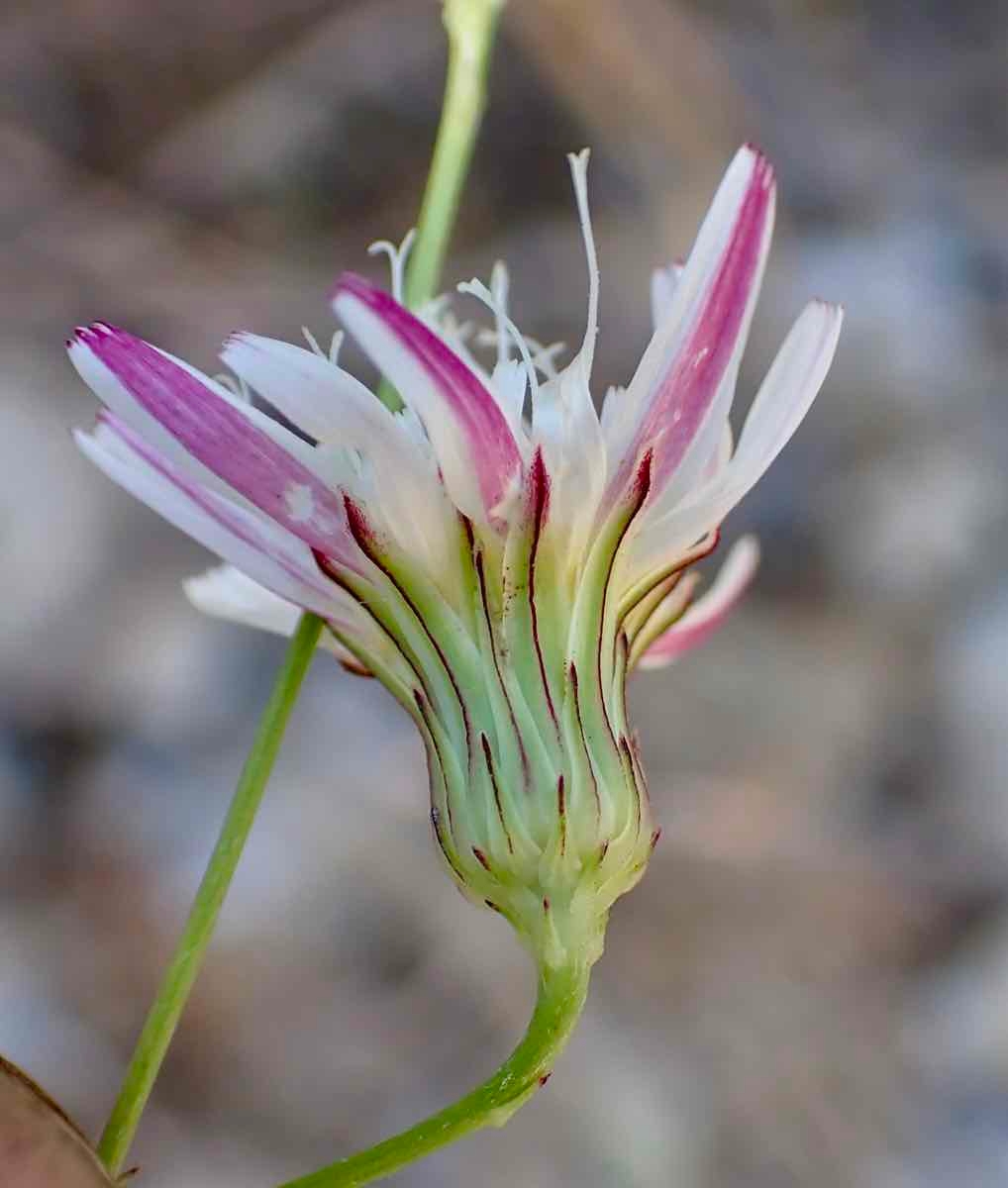 Malacothrix saxatilis var. arachnoidea