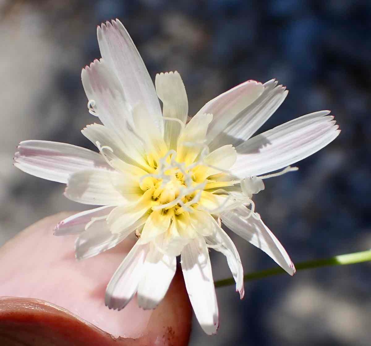 Malacothrix saxatilis var. arachnoidea