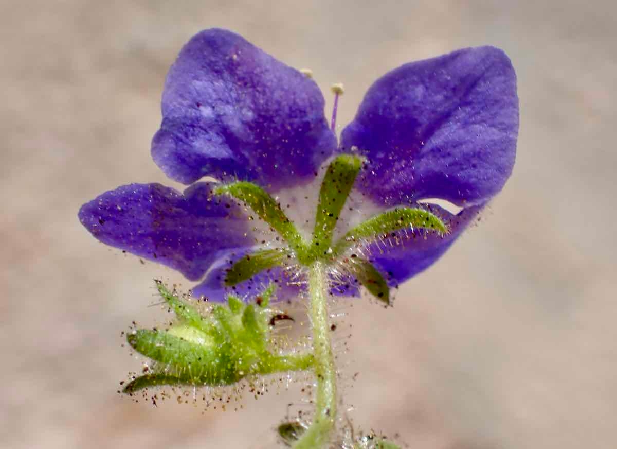 Phacelia viscida var. viscida