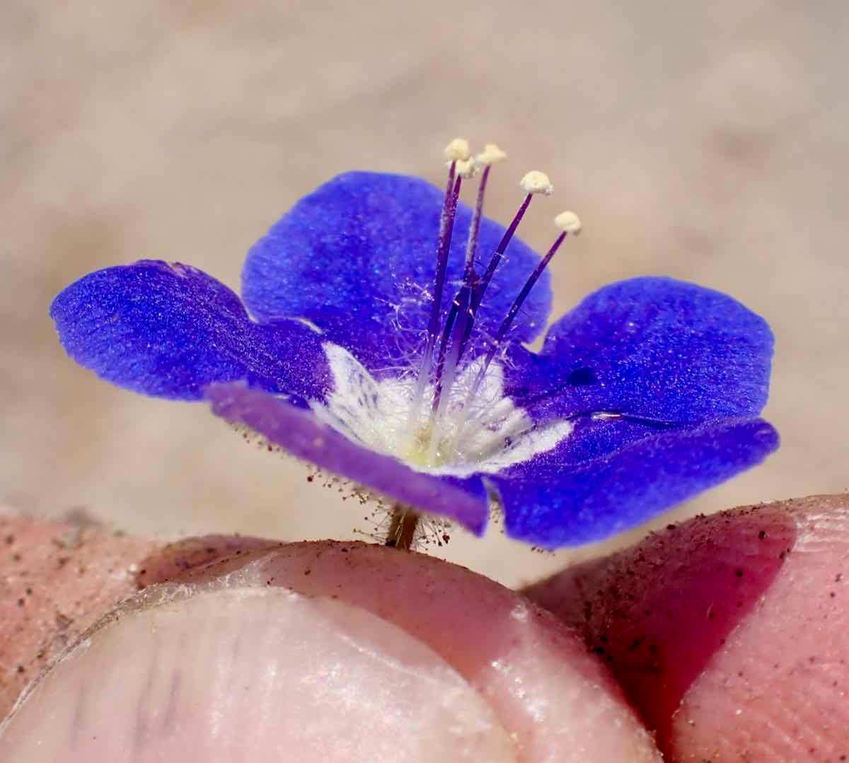 Phacelia viscida var. viscida