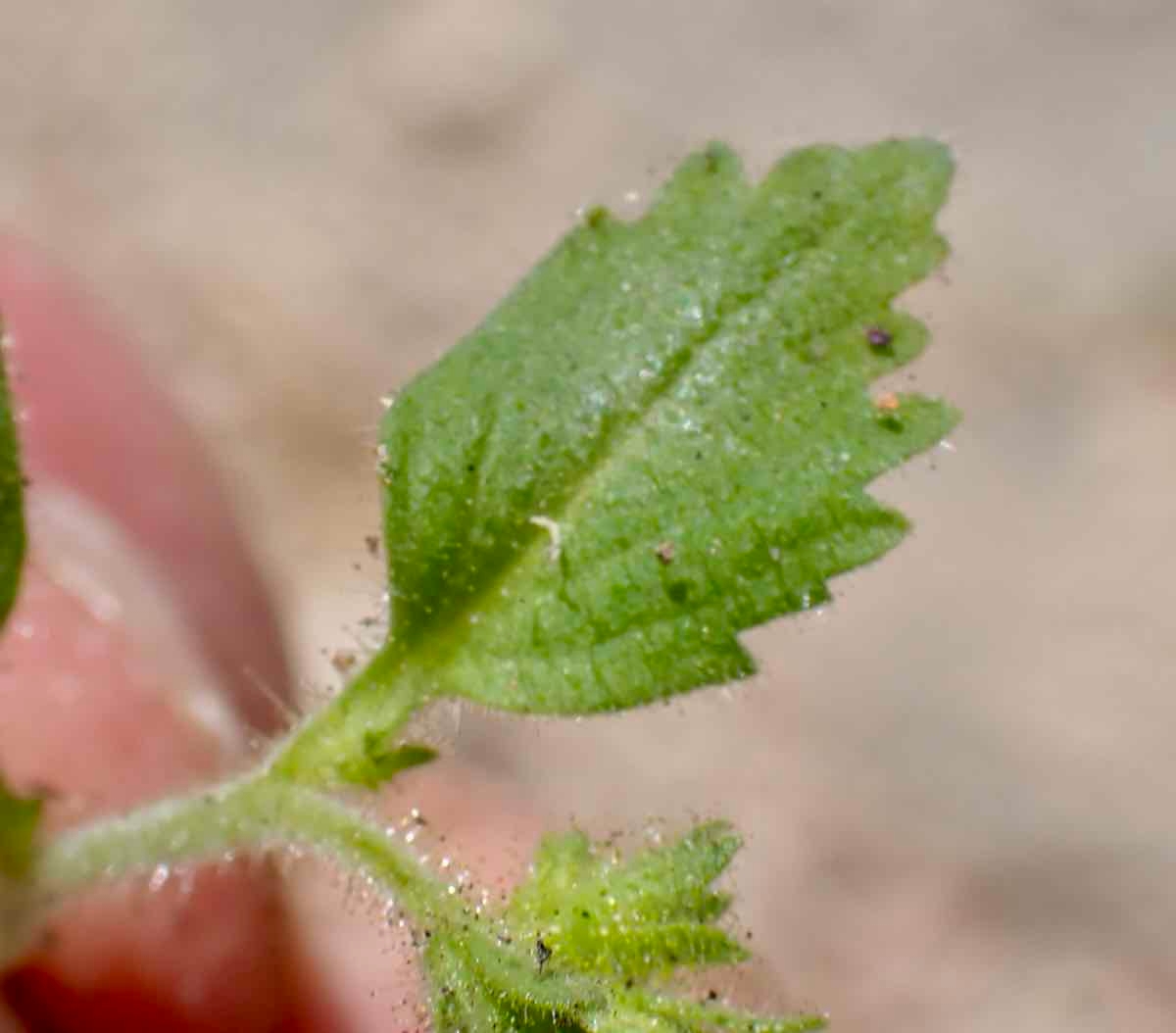 Phacelia viscida var. viscida