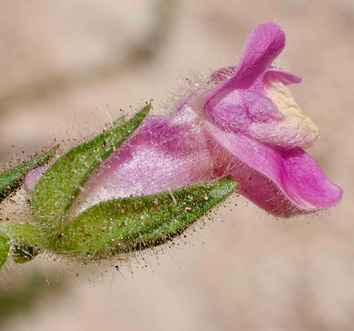 Antirrhinum thompsonii