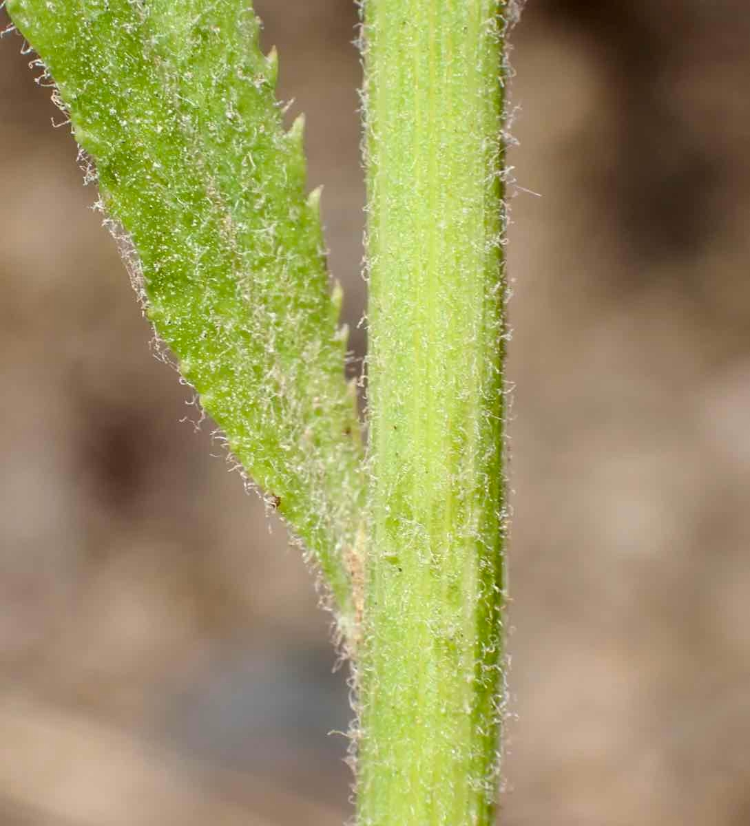 Baccharis plummerae ssp. plummerae