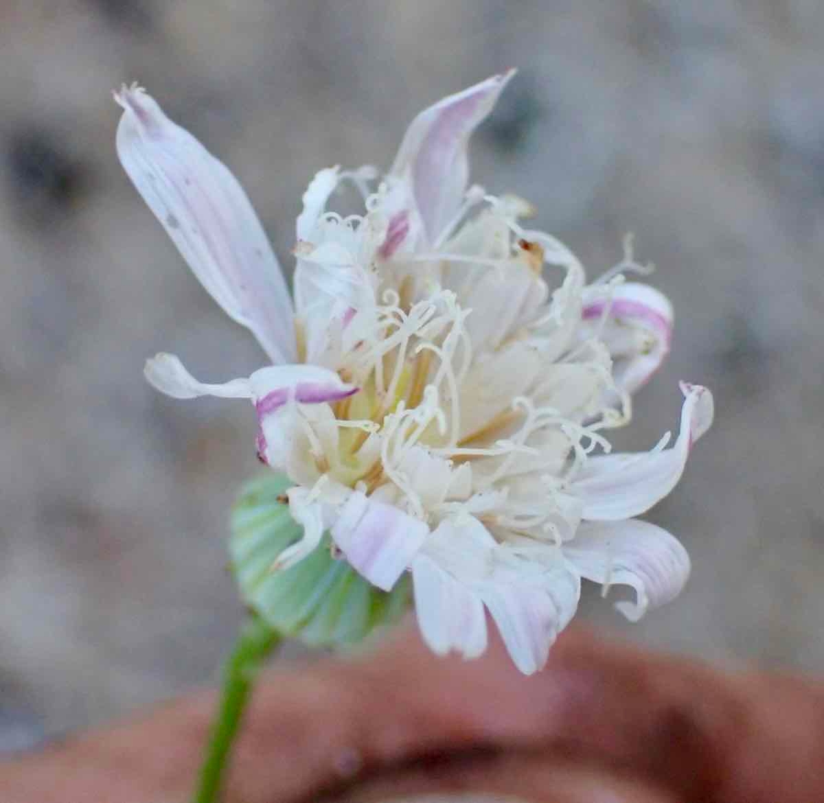 Malacothrix saxatilis var. arachnoidea