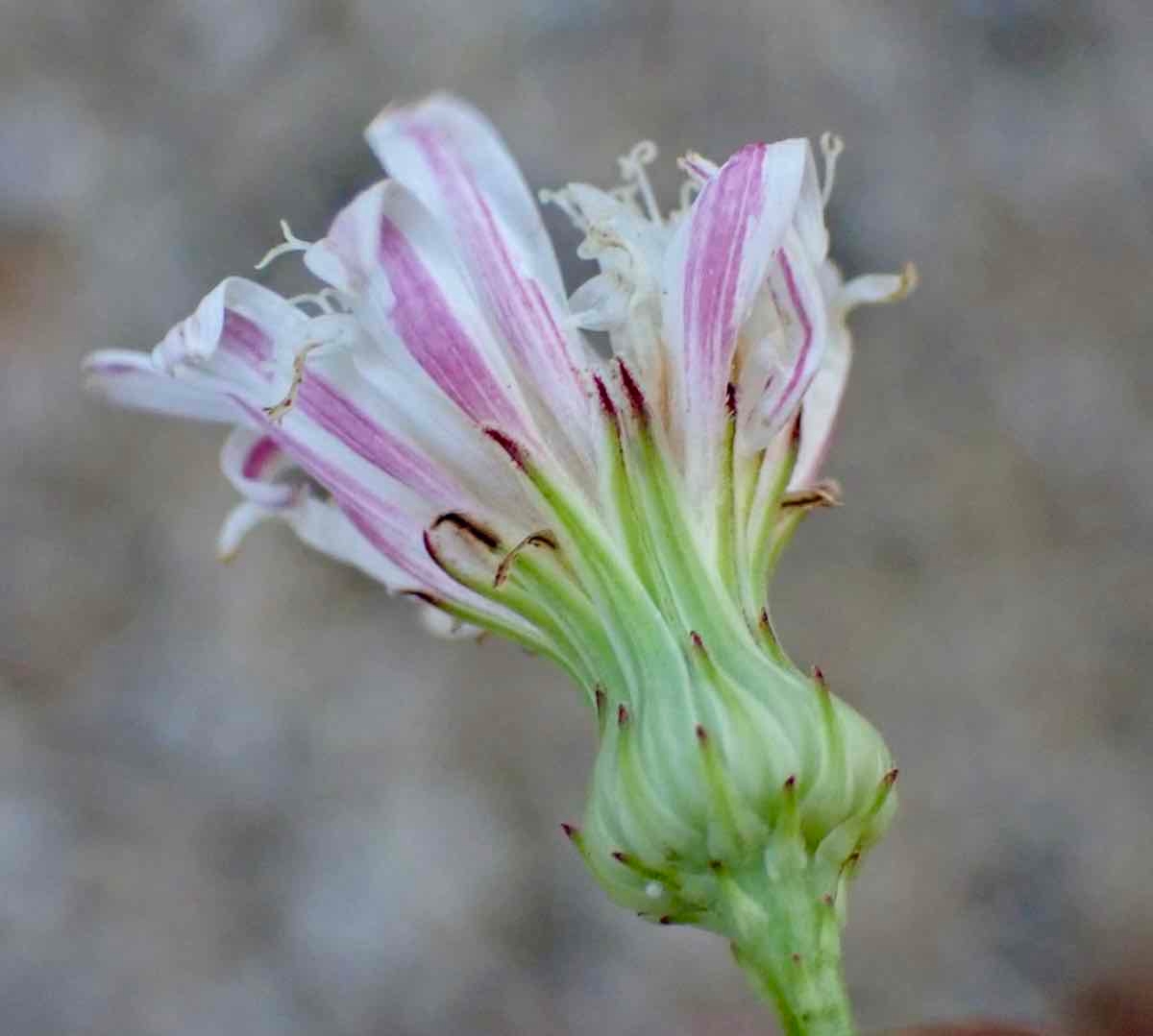 Malacothrix saxatilis var. arachnoidea