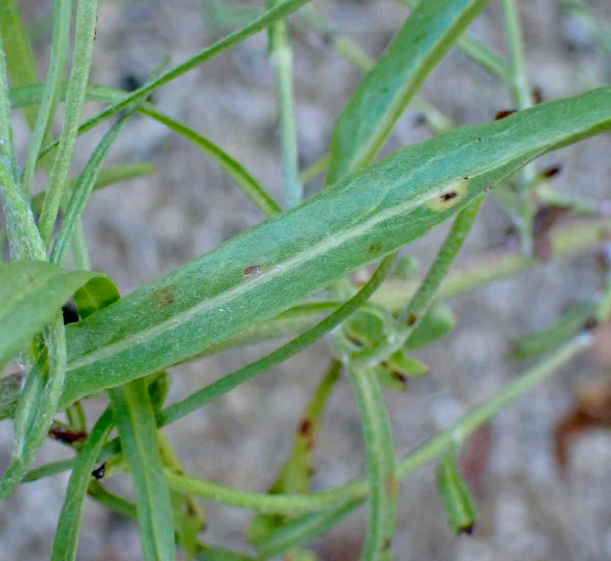 Malacothrix saxatilis var. arachnoidea