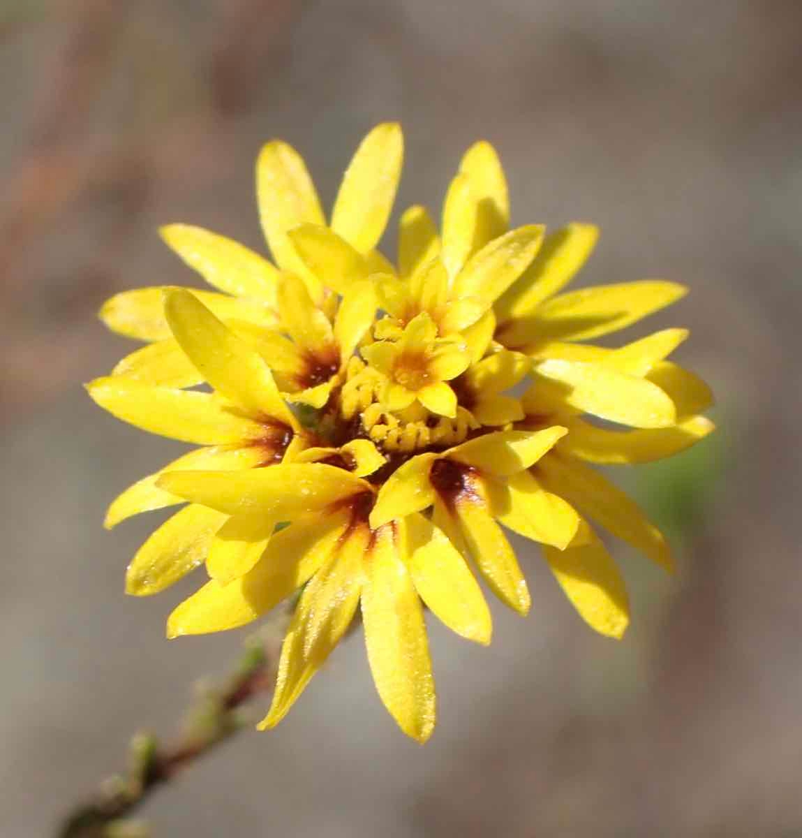 Lessingia pectinata var. pectinata