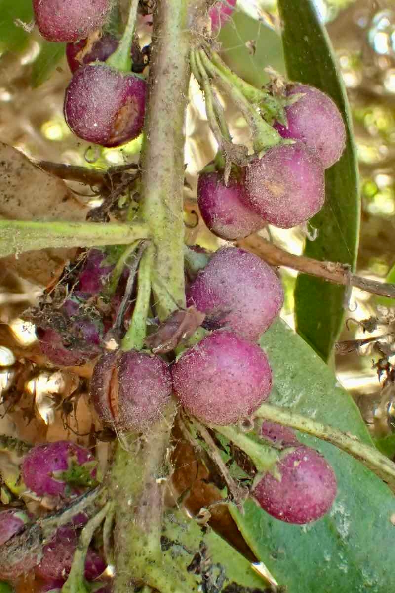 Myoporum laetum