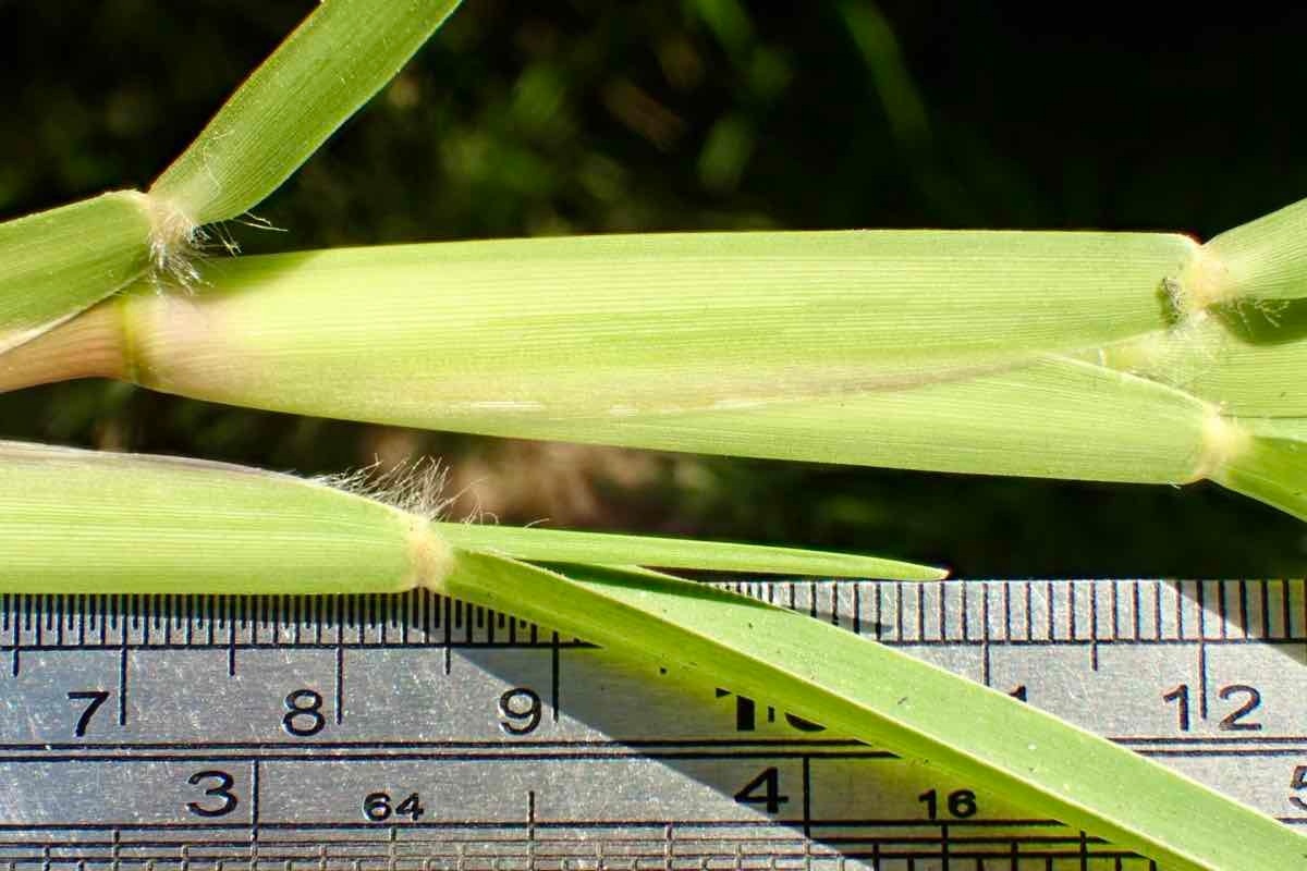 Paspalum vaginatum