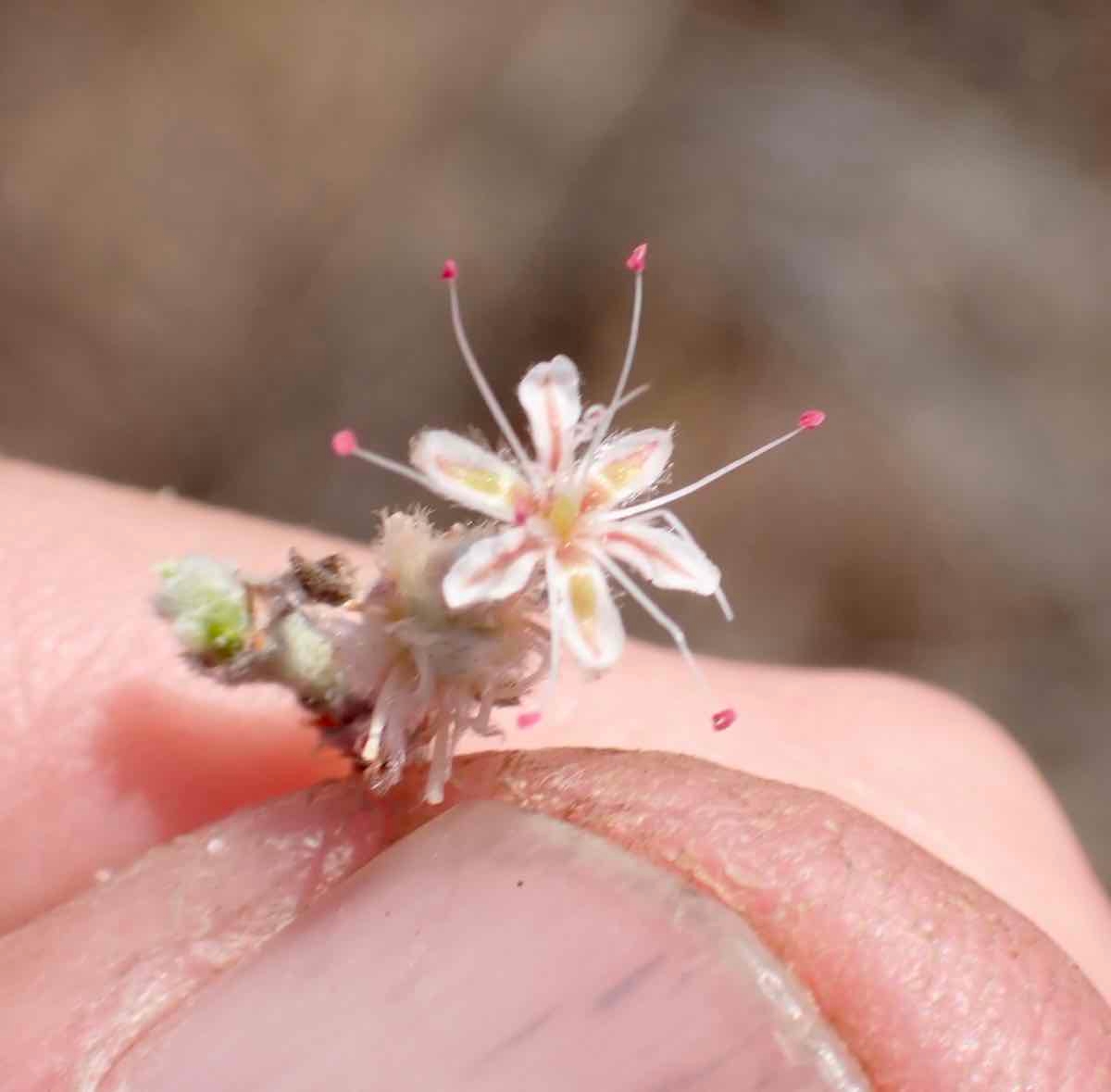 Eriogonum cinereum