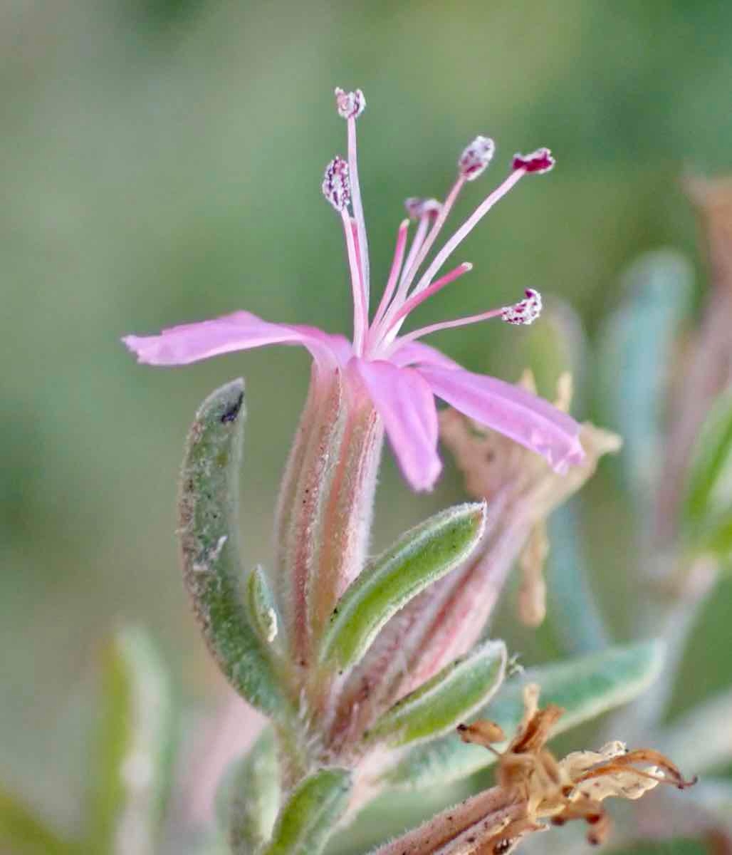 Frankenia salina