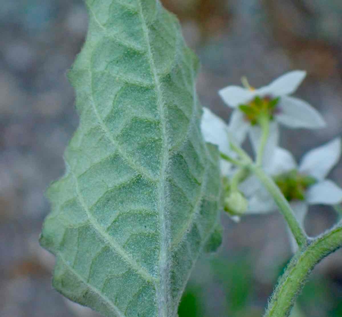 Solanum douglasii