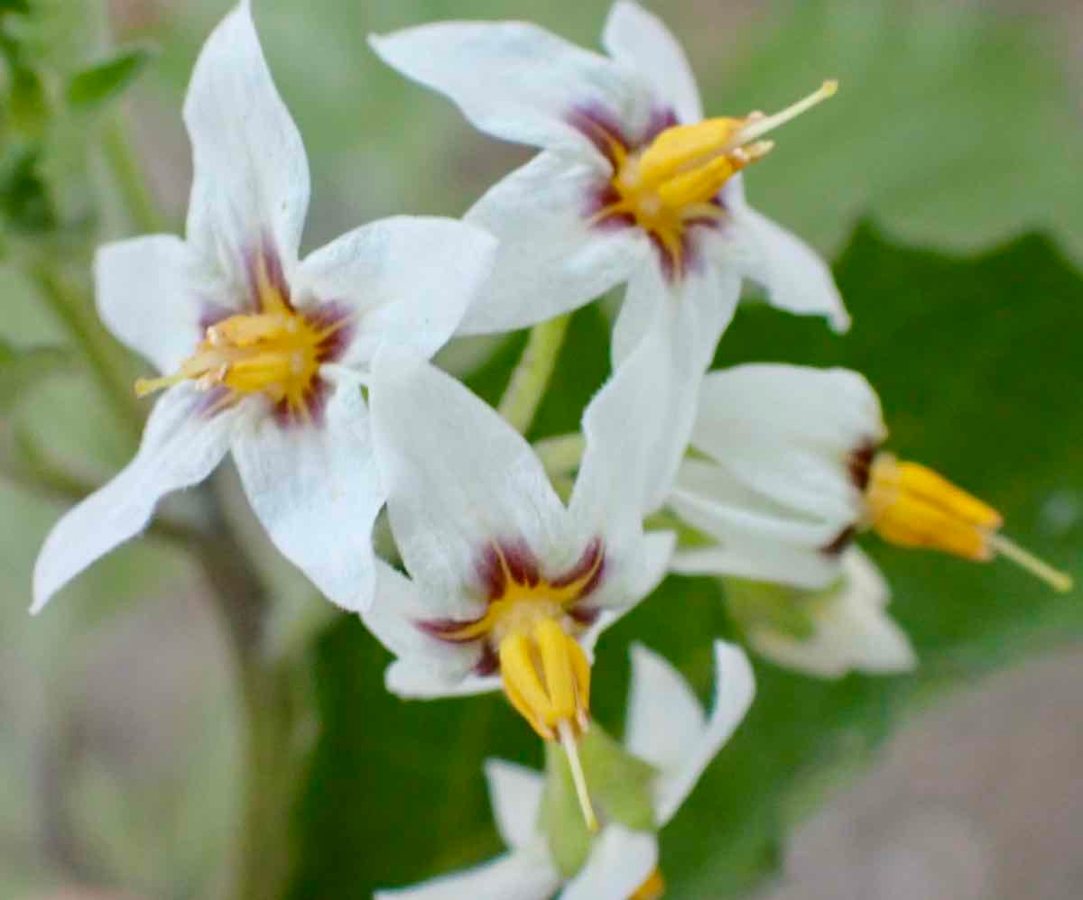 Solanum douglasii