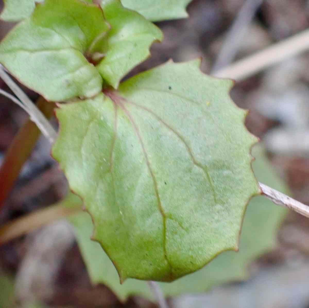 Erythranthe serpentinicola