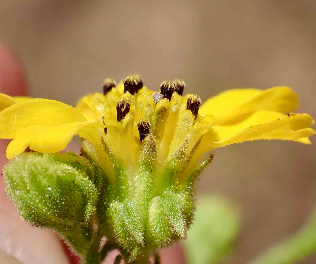 Deinandra paniculata