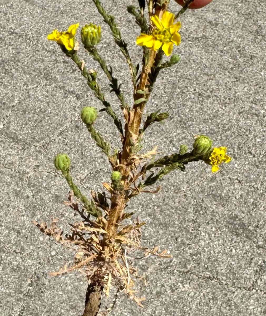 Deinandra paniculata