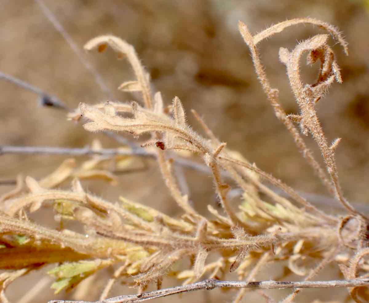 Deinandra paniculata