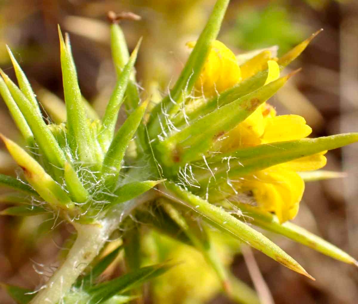 Centromadia parryi ssp. congdonii